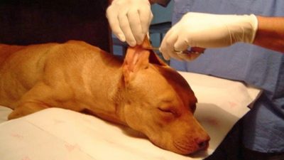 BS.AS. – Lordén presentó un proyecto para sancionar las mutilaciones injustificadas a los animales